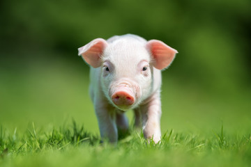 Newborn piglet on spring green grass