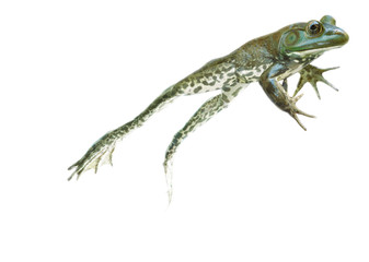 stop action leaping and jumping frog on the go on white background