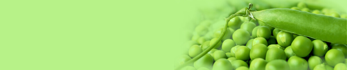 Green peas or peas (Latin Písum) cerebral. Ingredient for cooking, raw food and feed. Close-up.