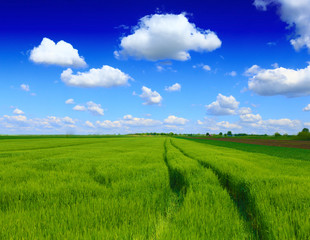 Wall Mural - green wheat field