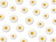 © just_hope - White daisy flowers. Pattern with chamomile flowers on white background. Vector illustration