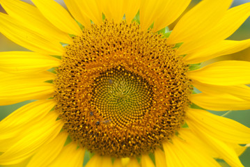 sunflower , field of sunflower it's look beautiful in the morning at bangkea thaoland.