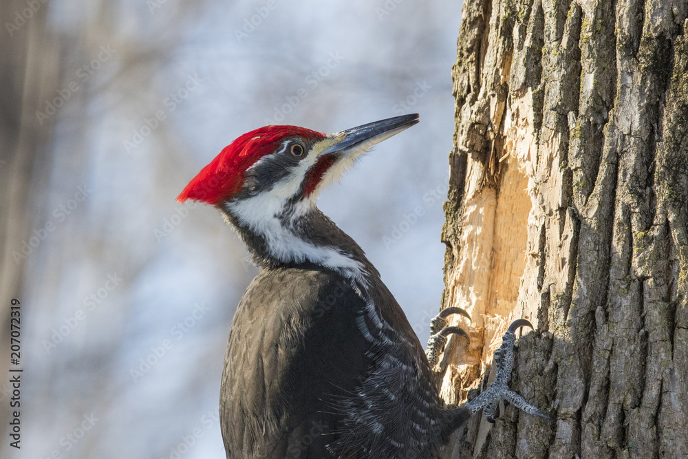 pileated woodpecker in winter - obrazy, fototapety, plakaty 