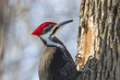 pileated woodpecker in winter