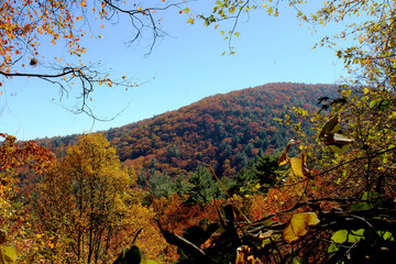 mountain in autumn framed by branches