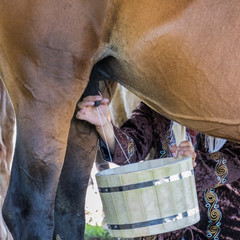 Woman milks a horse