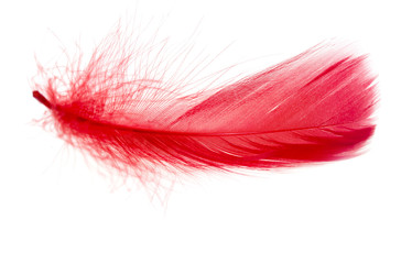 Red feather isolated on white background