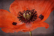 © Bettina Schunk - Poppy with texture, close-up, orange