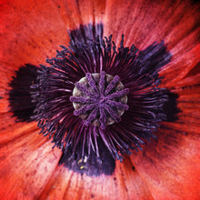 Poppy With Texture, Close-up, Red