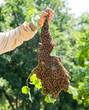 © Mateusz - Swarm of bees with beekeeper's hand - honeybees in large number on tree branch