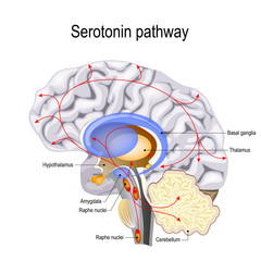 Wall Mural - Serotonin pathway