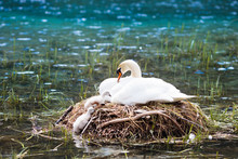 Swan Nest In Mountain Lake. Mother Bird And Babies