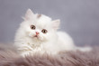 BLH - Britisch Langhaar Kitten in weiß - selten und sehr süß