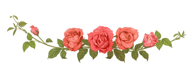 Panoramic view: bouquet of roses. Horizontal border: branches with pink, red flowers, buds, green leaves, white background. Illustration in engraving vintage sketch style, frame for design, vector