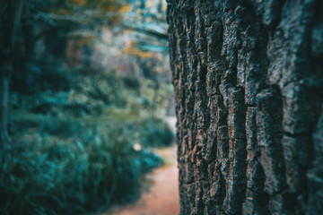 Wall Mural - texture of the bark of a tree in nature