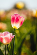 Tulpe in freier Natur