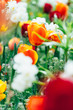 Tulpenbeet auf freier Wiese