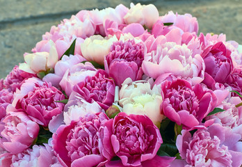 Wall Mural - Peony flowers pink and white