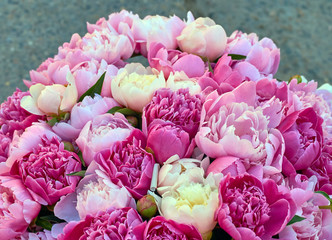 Wall Mural - Peony flowers pink and white