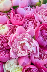 Wall Mural - Peony flowers pink and white