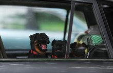 Three Puppies Alone In A Car
