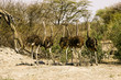 Gruppe von Straußen in nambia desert