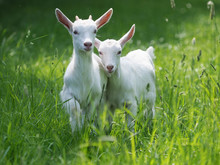 Beautiful Baby Goats