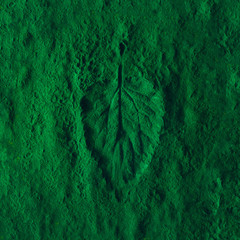 Creative nettle leaf impression on green powder. Minimal nature concept. Flat lay. Tea concept
