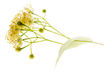 Poster - Linden flowers (Tilia cordata) isolated on a white background