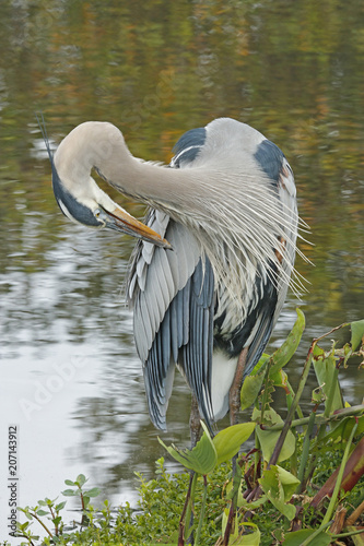 Fotografija Breeding adult Great Blue Heron (Ardea herodias) preening feathers