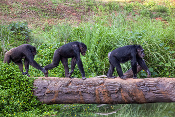 Wall Mural - chimpanzee walk cross river.