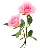 Fototapeta  - two  beautiful pink rose flowers  isolated on white background
