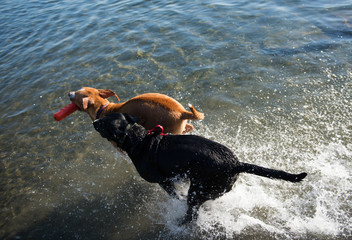 Two Dogs Playing in Lake on Warm Summer Day