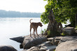 © Anna Hoychuk - Dogs Playing Happily in Off-Leash Park on Lake