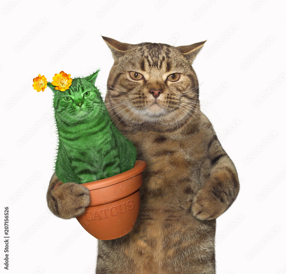 The cat holds a pot with an unusual cactus . White background. Stock Photo  | Adobe Stock