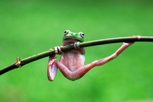 Portrait Of A Dumpy Frog On A Plant Stem, Jakarta,  Indonesia