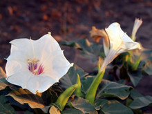 Close-up Of A Jimson Weed Flower, Arizona, America, USA