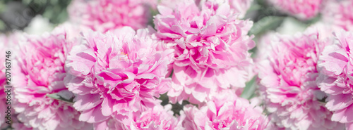 banner flourished pink peony with green leaves