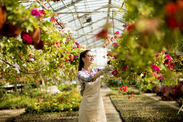 Wall Mural - Young woman working with spring flowers in the greenhouse