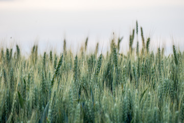 Naklejka na meble Getreideanbau