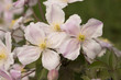 Fiore bianco con striature rosa