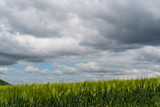 Fototapeta Mapy - Idylle in der Natur - Weizenfeld mit Gewitterwolken am Himmel