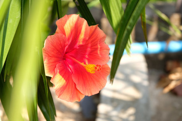 soft focus, red flowers in the garden