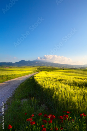 Plakat włochy toskania wieś; grunty rolne i wiejskie drogi; wzgórza i czerwony mak