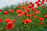 Fototapeta Maki - Red poppy flowers. Poppy flowers and blue sky in a field with bees and bumblebees