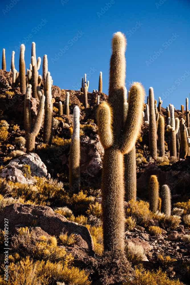 Wild Cactus plants in Isla Incahuasi, Salar de Uyuni, Bolivia Stock Photo |  Adobe Stock