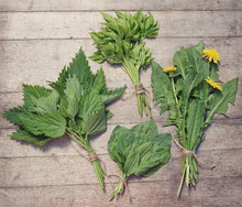 Bunches Of Spring Edible Wild Herbs: Nettle, Dandelion, Goutweed, Plantain. Vegan Food. 