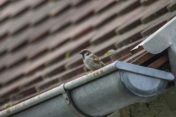 Wall Mural - A sparrow sits on a gutter made of sheet metal on a brick-roofed roof