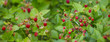 Wild strawberries - Fragaria vesca close up in the garden
