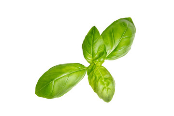 Wall Mural - Basil garden, cooking herb Isolated against a white background.